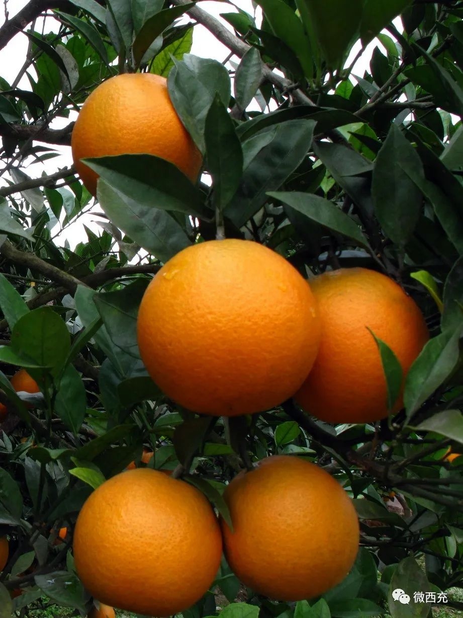 西凤脐橙：西充特产 教你如何挑选甜美多汁的优质柑桔
