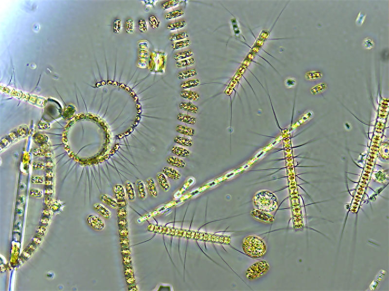 浮游植物：地球生态系统中重要的光合作用微型生物