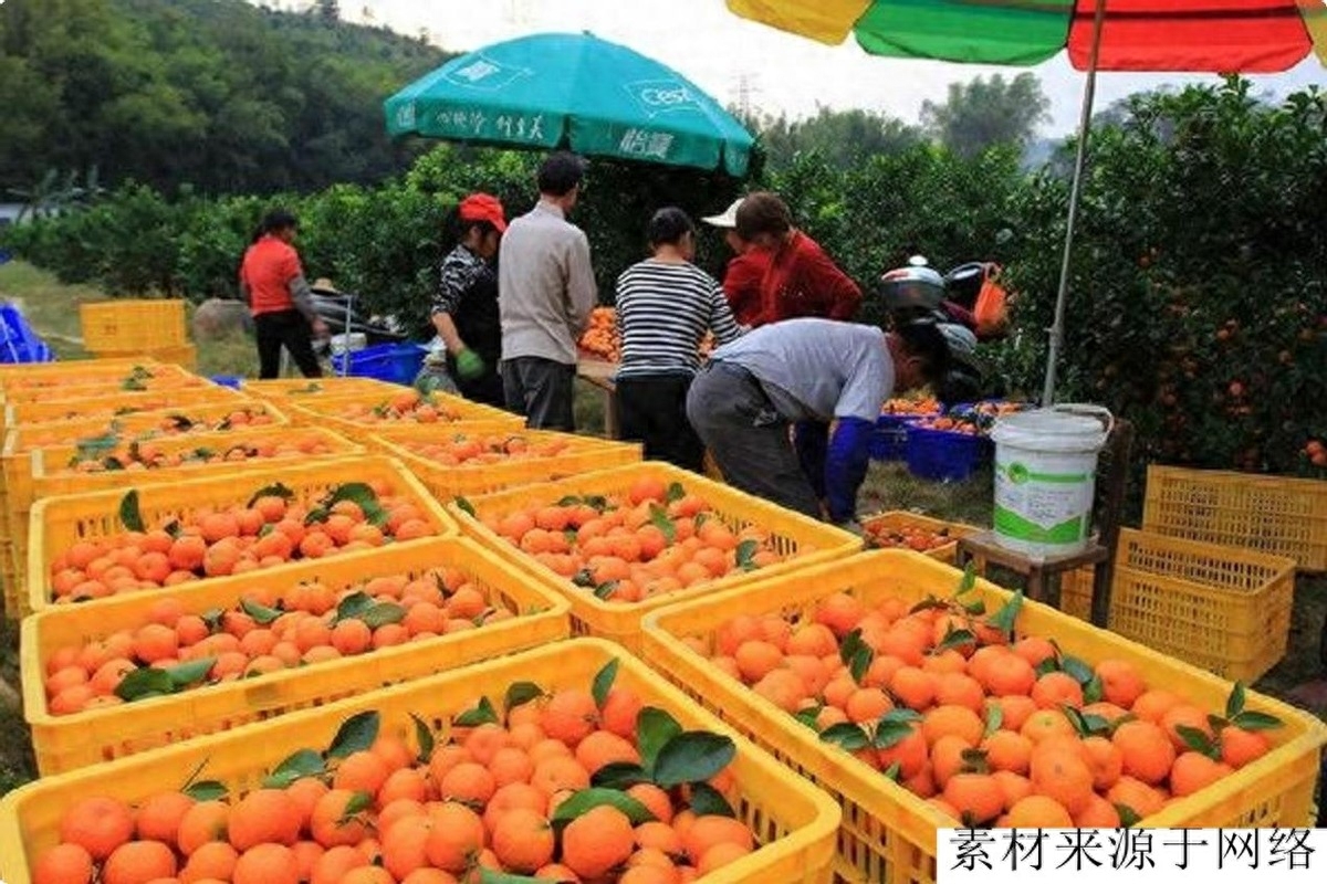 柑橘市场紧急警告！淘汰赛来临，哪些柑橘人将率先出局？