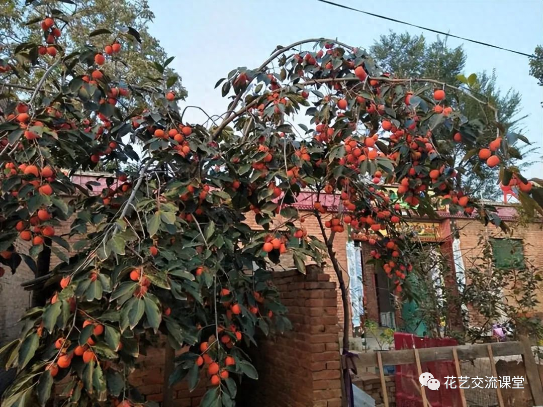 中国家庭的幸运之树：石榴、柿子、紫薇花、桂花树的象征意义和栽培技巧