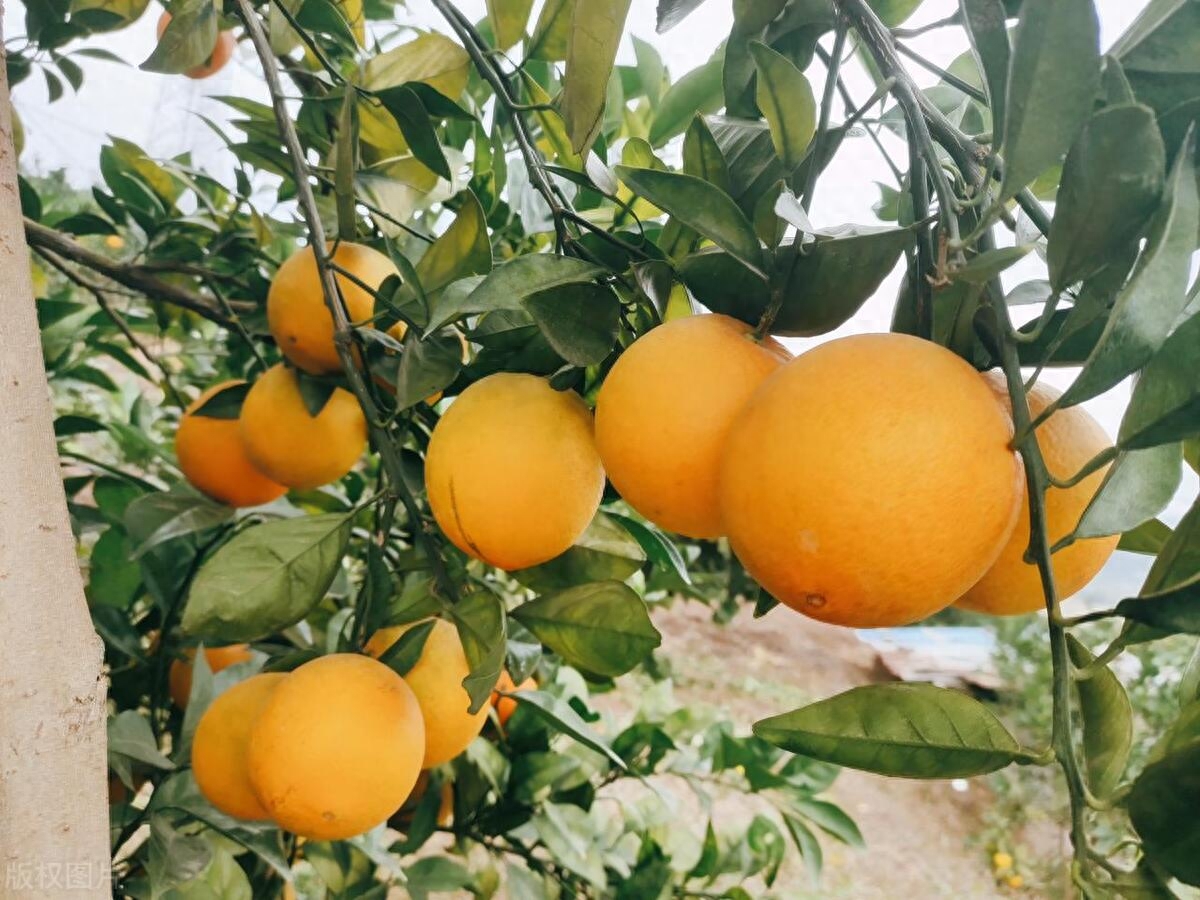 赣南脐橙：品质优越的金色之选，畅享健康美味