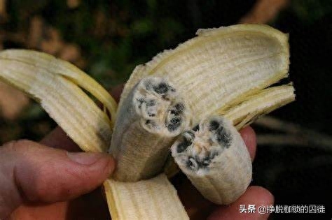 榨取香蕉种子的方法和用途