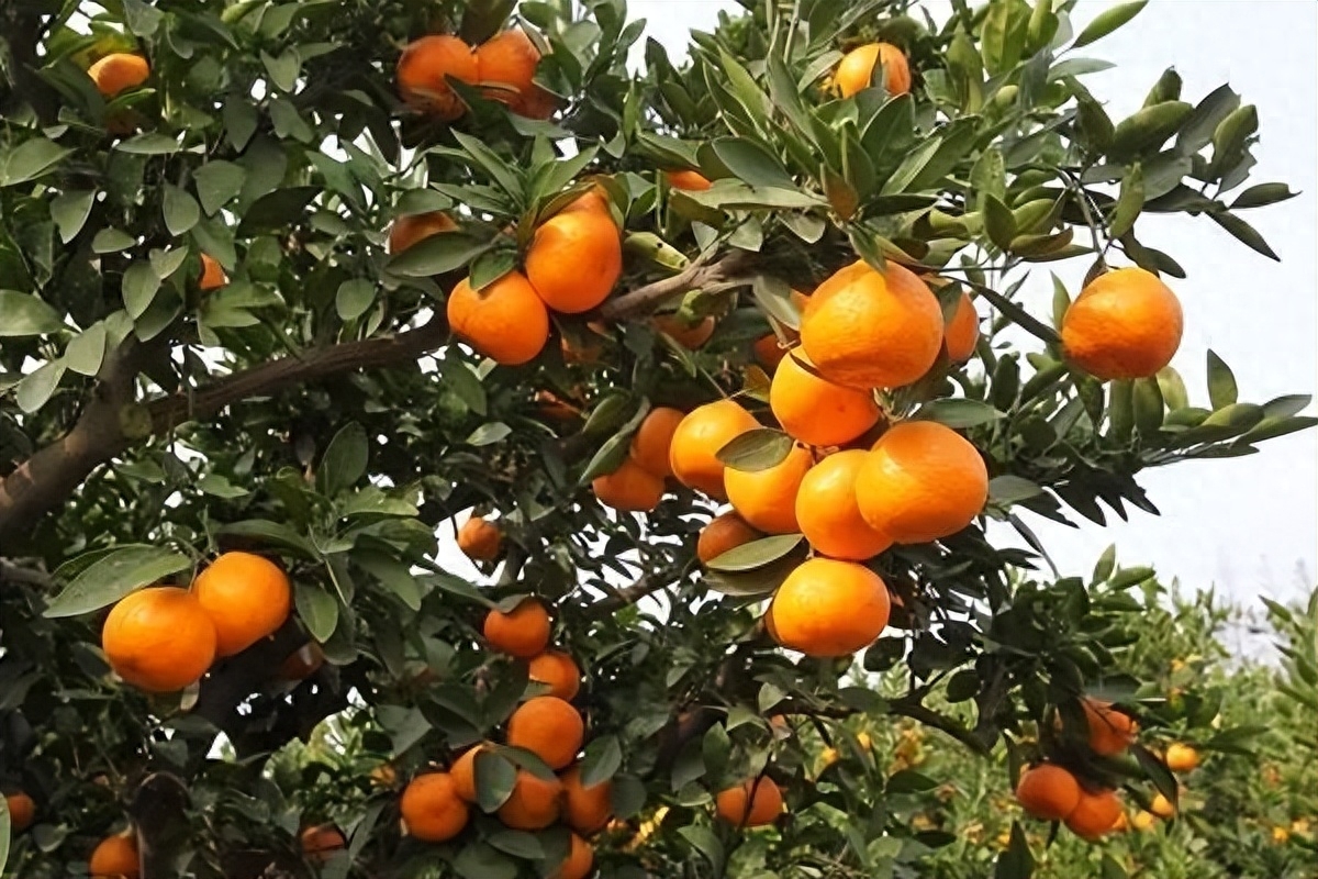 柑橘不甜着色不好？了解原因和解决措施！