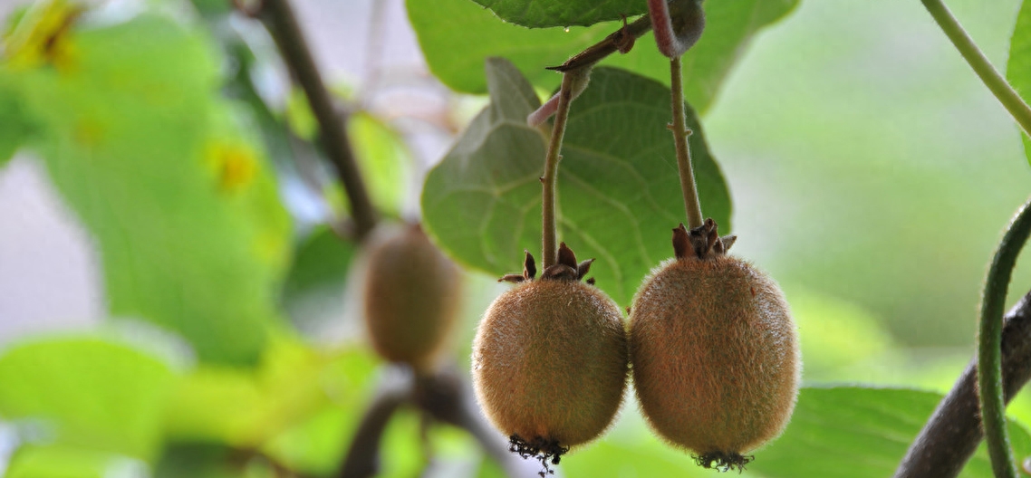 猕猴桃种植时间及方法，丰富口感的水果种植技巧