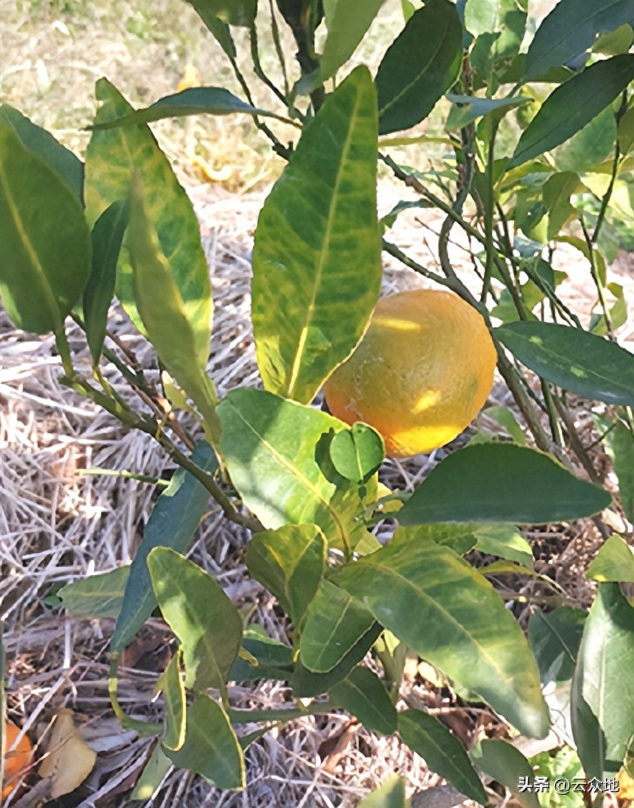 柑橘黄龙病防控技术培训现场会，助力柑橘产业发展