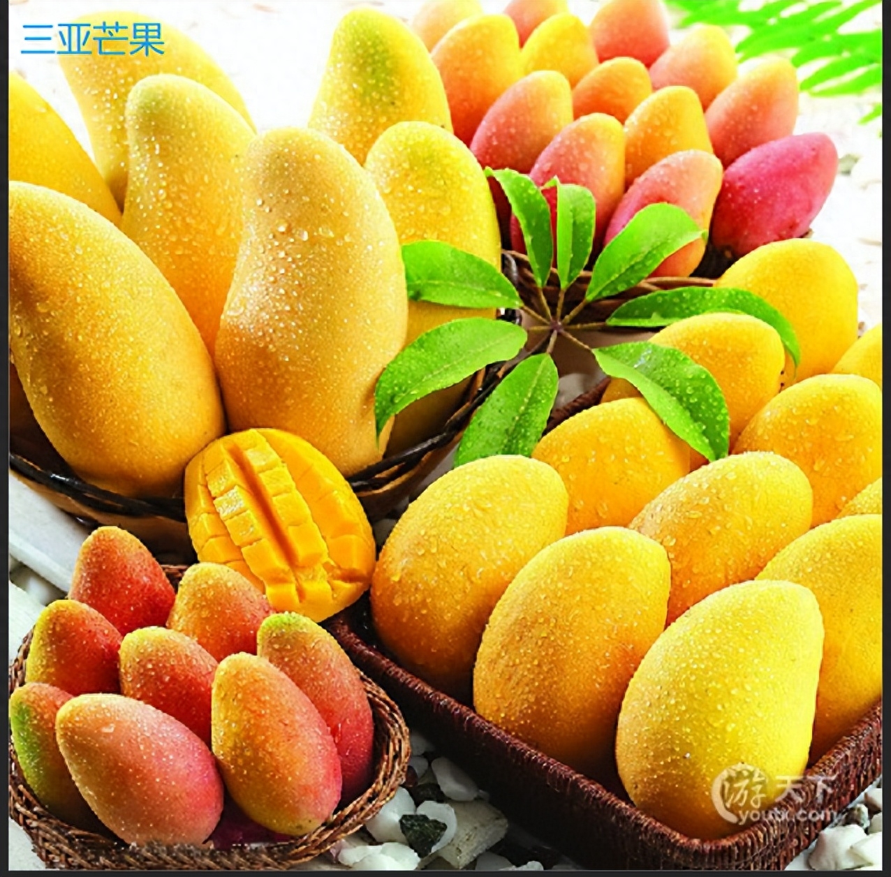 海南特色热带农特产品代表解读，火山口荔枝、文昌椰子等重点介绍！