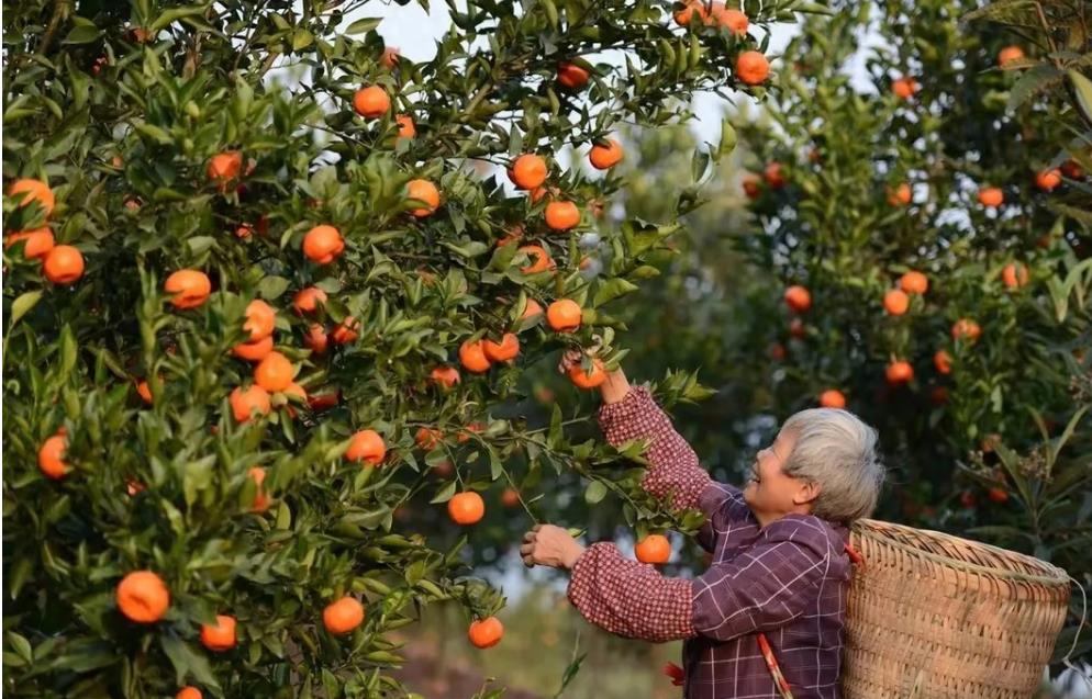 四川柑橘市场挑战与机遇，如何保持竞争力和提升品质？-安远脐橙