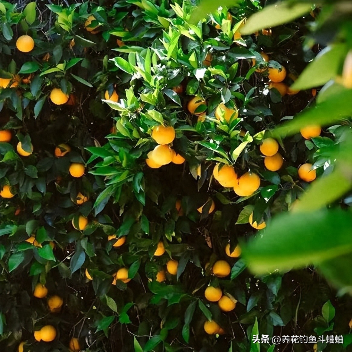 阳台种植柑橘攻略，教你如何培育和养护柑橘