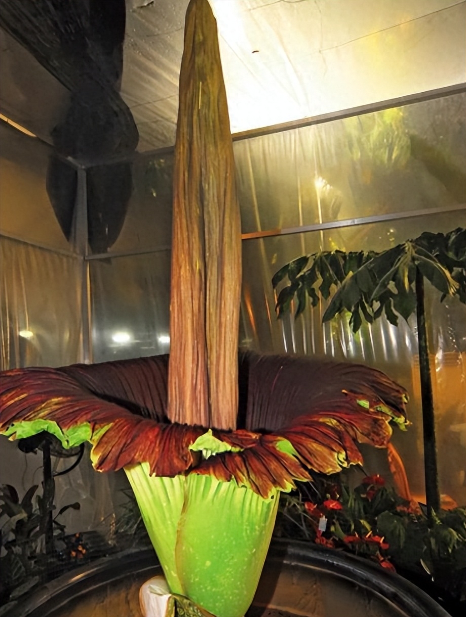 图片[7]-探秘尸香魔芋花：外貌惊人、异味吸引食肉昆虫的神奇植物-安远脐橙