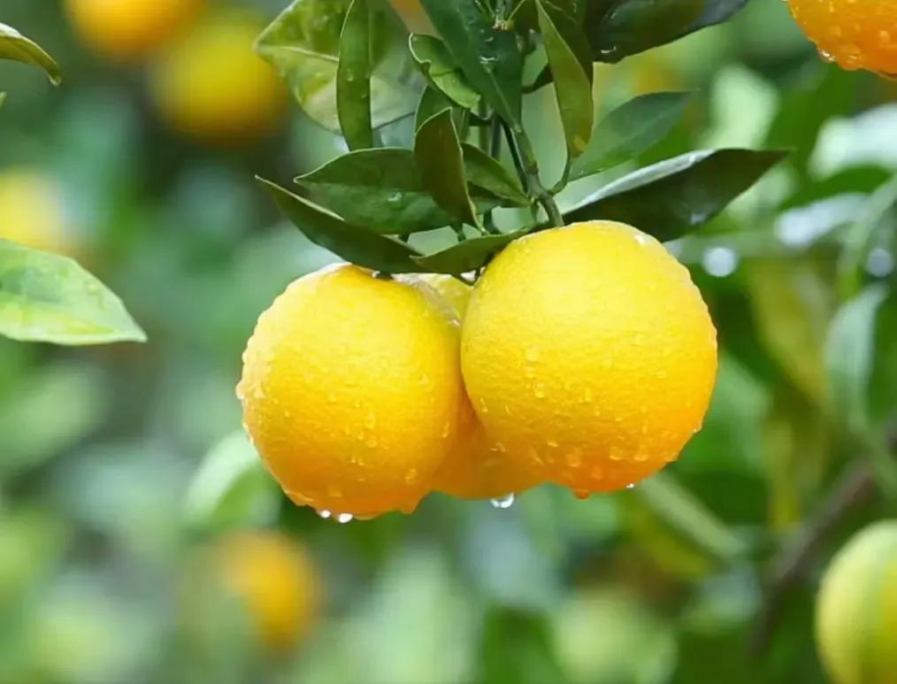 赣南脐橙：口感细腻、营养丰富，品味鲜美的南方水果