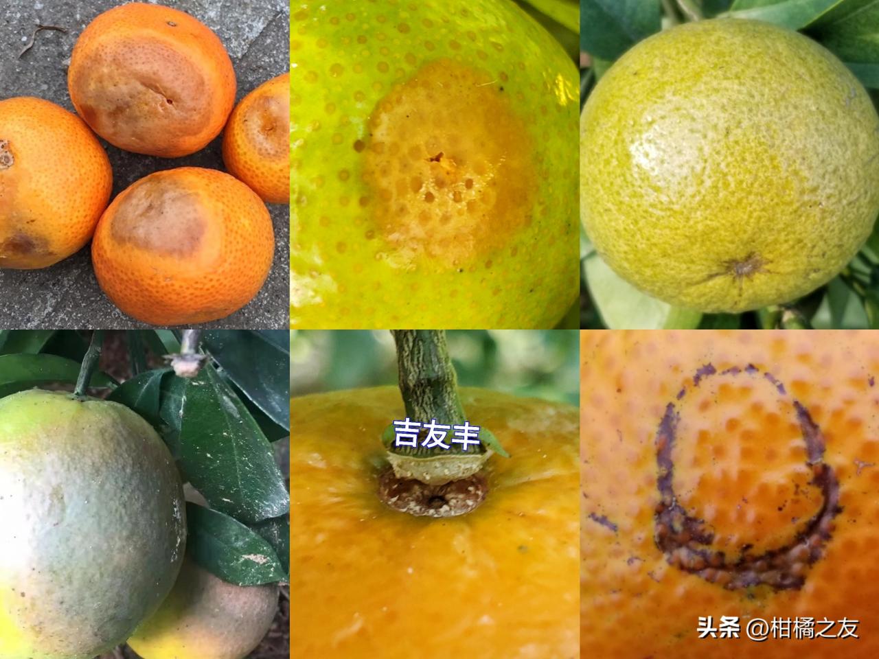 柑橘成熟前防治三大虫害与两大病害，药害预防方法分享