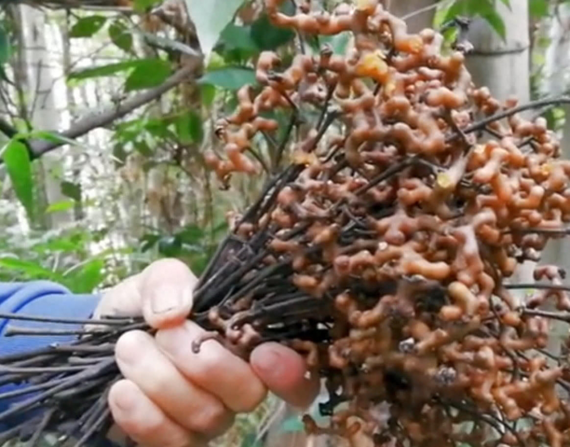 拐枣树的种植和用途，你了解多少？