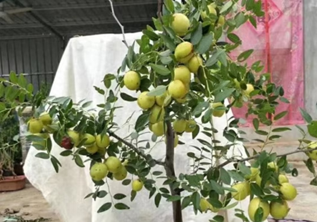 图片[7]-用心种植，让家有盆栽果树的美景！品种包括有无花果、蓝莓、葡萄、树莓、桑葚、红枣、苹果、山楂和柿子-安远脐橙