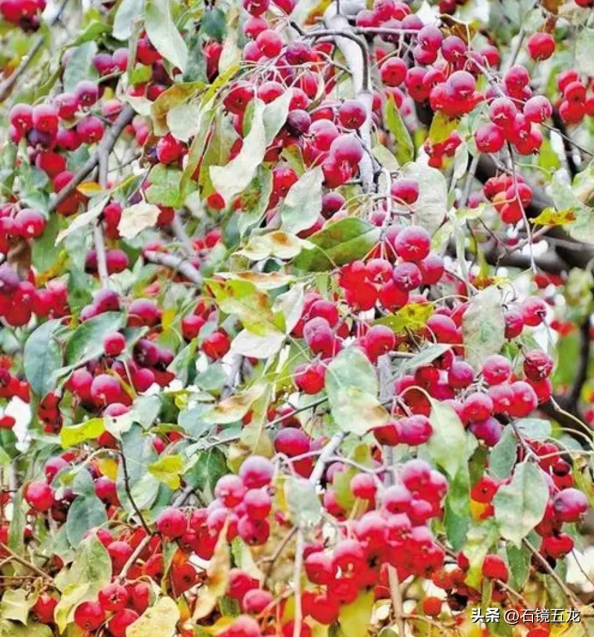图片[2]-海红果：府谷县的特色果品，近四百年的栽培历史！-安远脐橙
