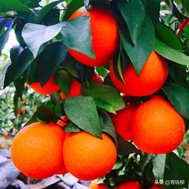 图片[1]-四川柑橘产业链发展与营销策略调整-安远脐橙