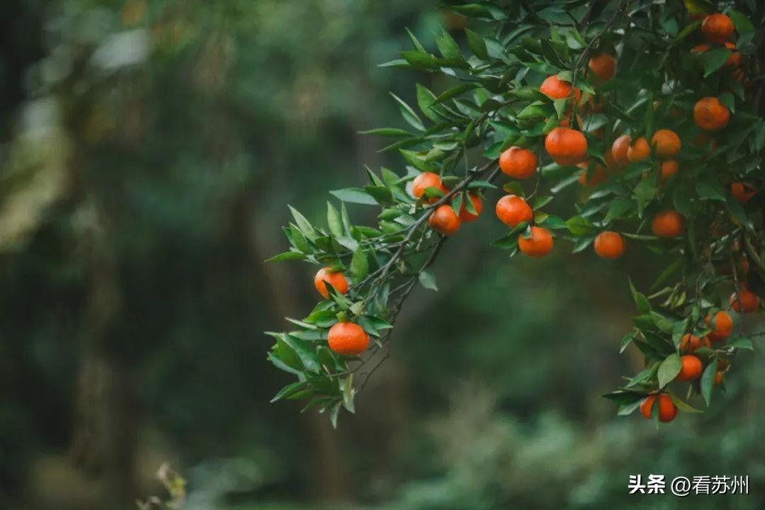 西山岛橘子采摘，品种丰富，产量高，等你来享受橘香美味！