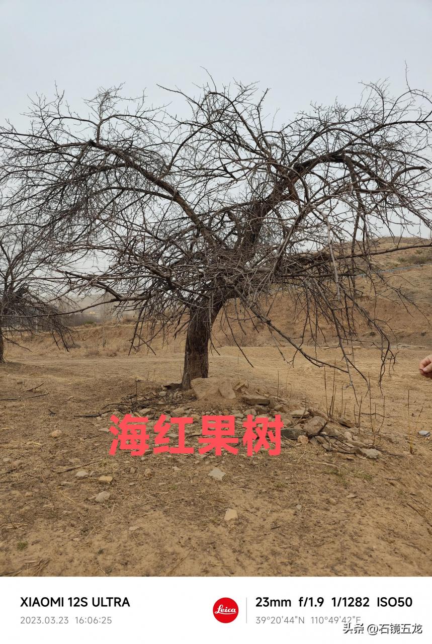 图片[1]-海红果：府谷县的特色果品，近四百年的栽培历史！-安远脐橙