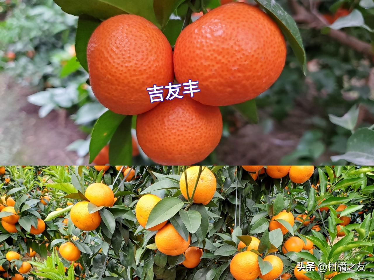 图片[1]-柑橘着色产品调节剂和叶面肥：喷洒次数对早熟效果的影响及经销商主推困境解析-安远脐橙
