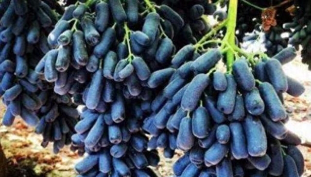 农村新宠“马奶葡萄”：种植“马奶葡萄”成为农民摆脱贫困的捷径