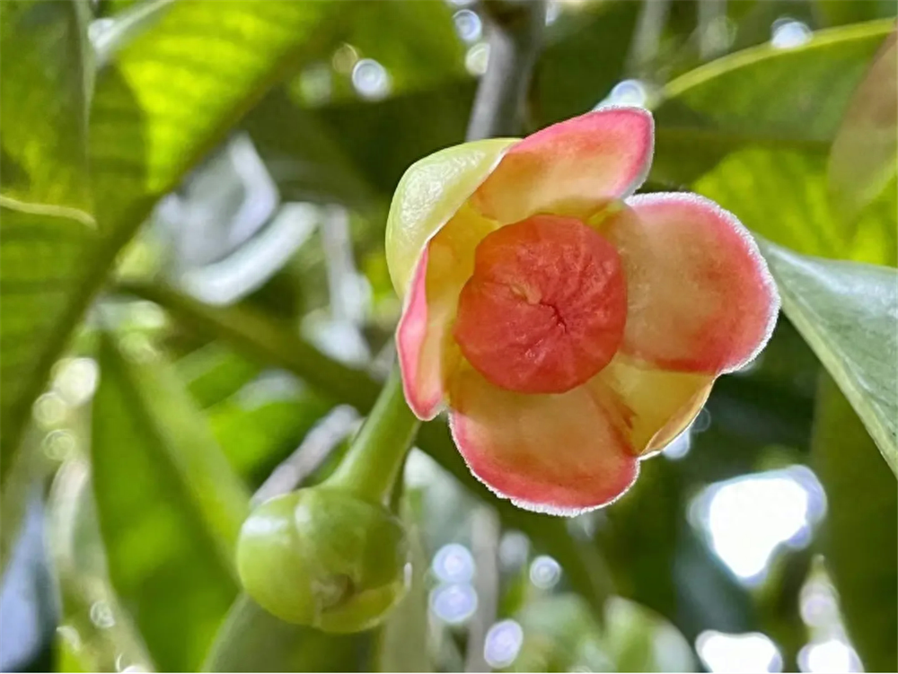 图片[2]-藤黄果：花开美丽如玫瑰，果味酸甜多汁，树脂可当颜料-安远脐橙