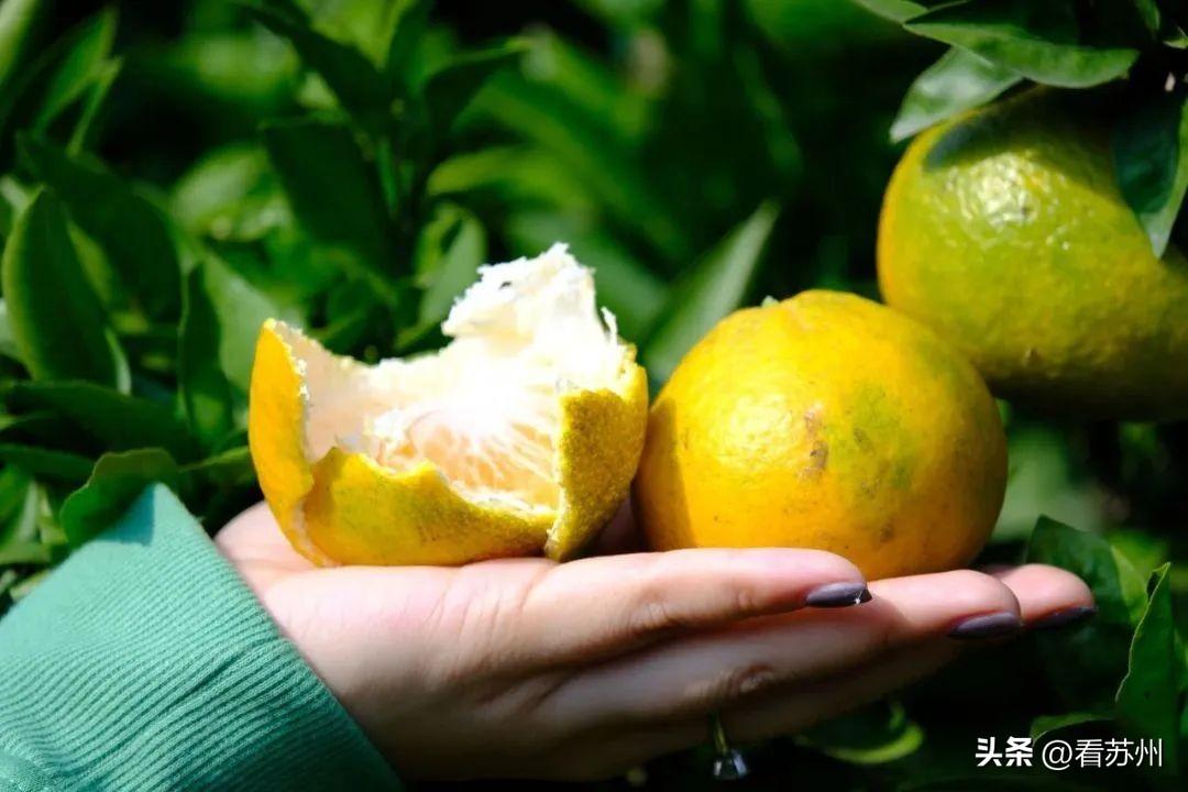 西山岛橘子采摘，品种丰富，产量高，等你来享受橘香美味！