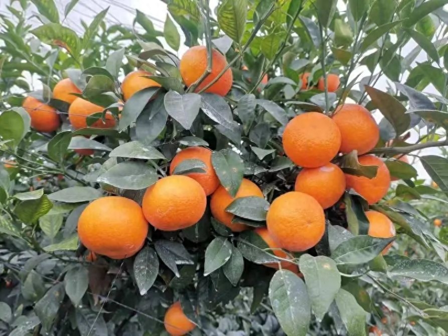 柑橘产量、品质、价格全靠这个管理技术！