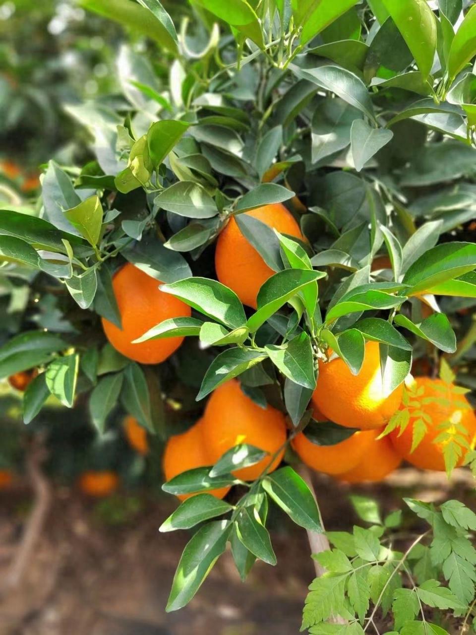 双点脐橙：高品质脐橙的代名词，让你回味无穷-安远脐橙