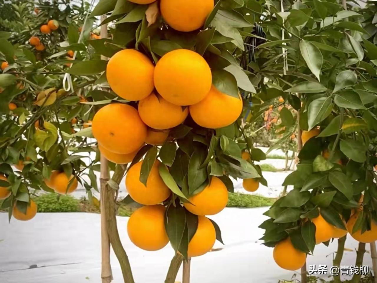 赣南脐橙：11月采摘上市的三大因素解析，地理环境、种植习惯和市场需求共舞