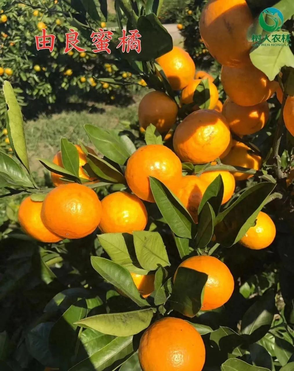 图片[4]-市场前景看好！柑橘新品种盘点，爱莎、媛小春、黄美人、春香值得关注！-安远脐橙