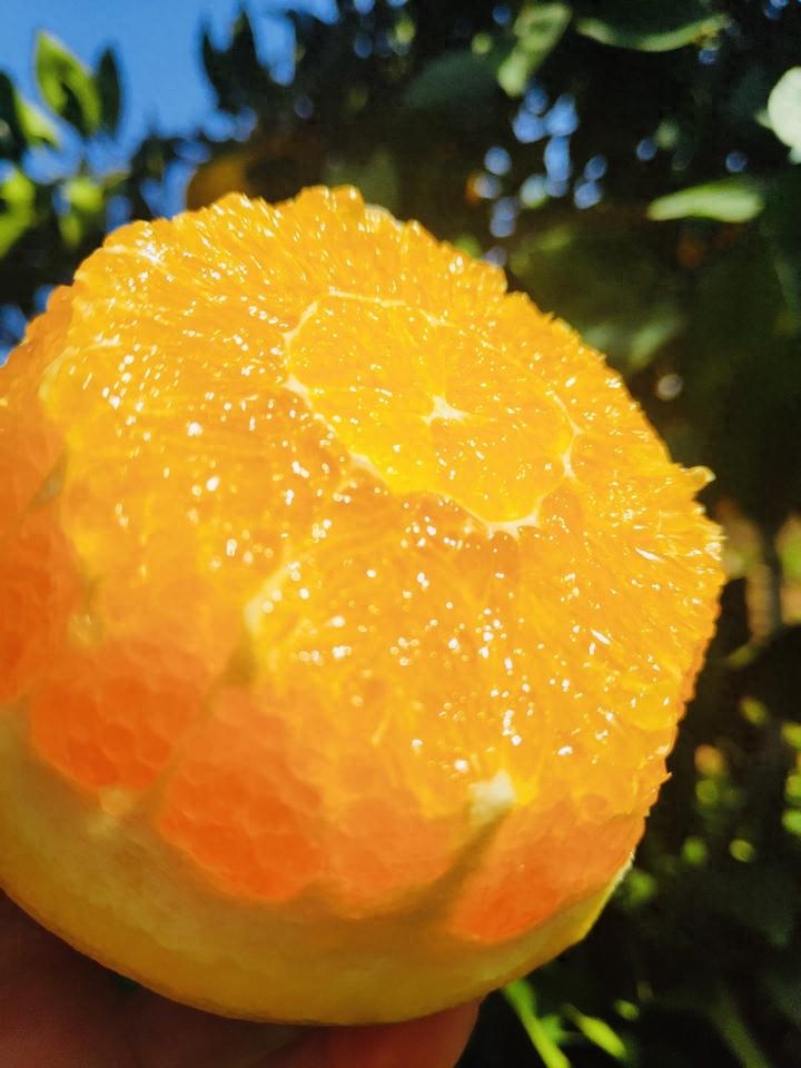 图片[3]-【探索脐橙的品质与产地】自然滋养，让您爱不释手-安远脐橙
