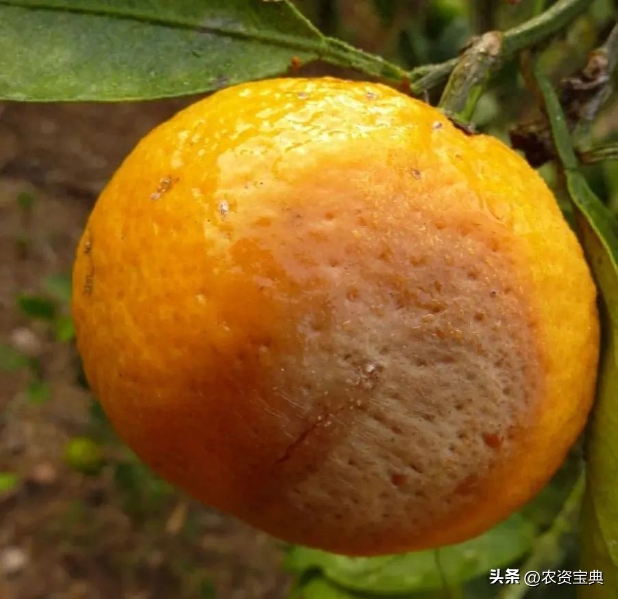 图片[5]-柑橘采前落果的原因及预防补救措施，品种选择要注意的几点-安远脐橙