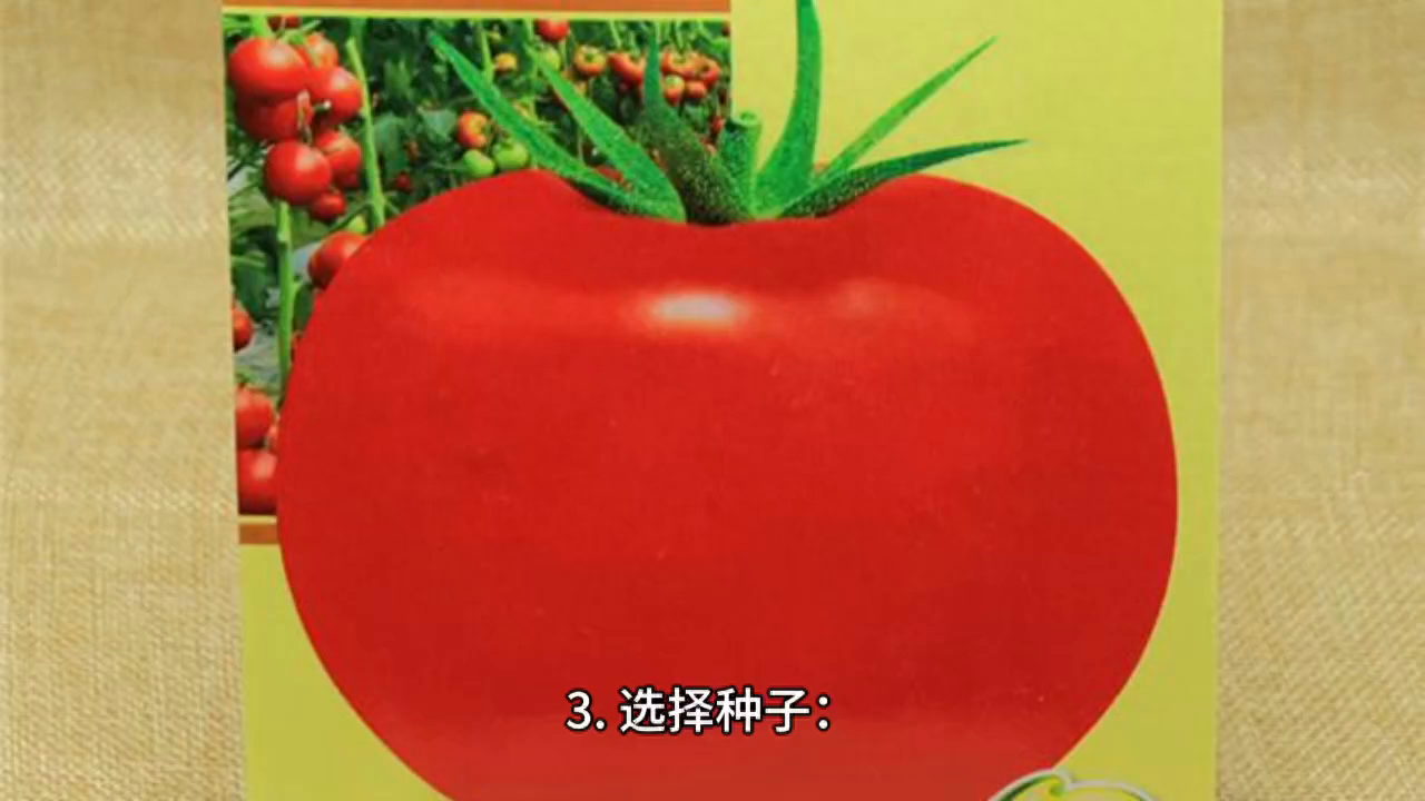 图片[1]-西红柿栽培技巧详解！选择土地、施肥、灌溉…快来学习吧！-安远脐橙