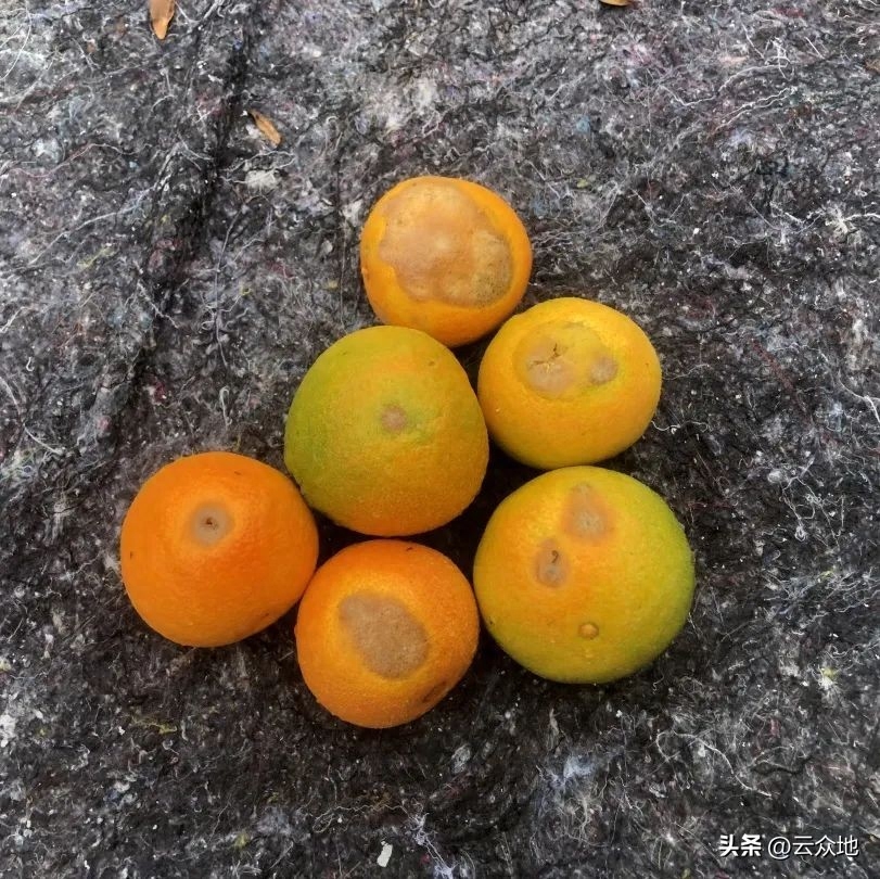 柑橘吸果夜蛾种类、症状及防治措施，为害严重！