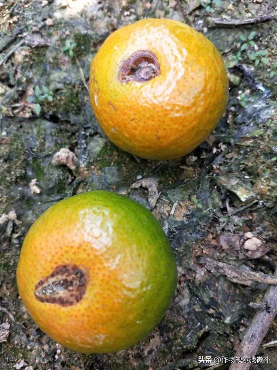 【柑橘管理技巧】十月份如何促秋梢老熟、提高果实品质、预防病虫落果和促进花芽分化