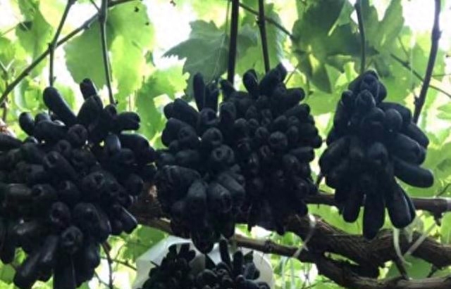 农村新宠“马奶葡萄”：种植“马奶葡萄”成为农民摆脱贫困的捷径
