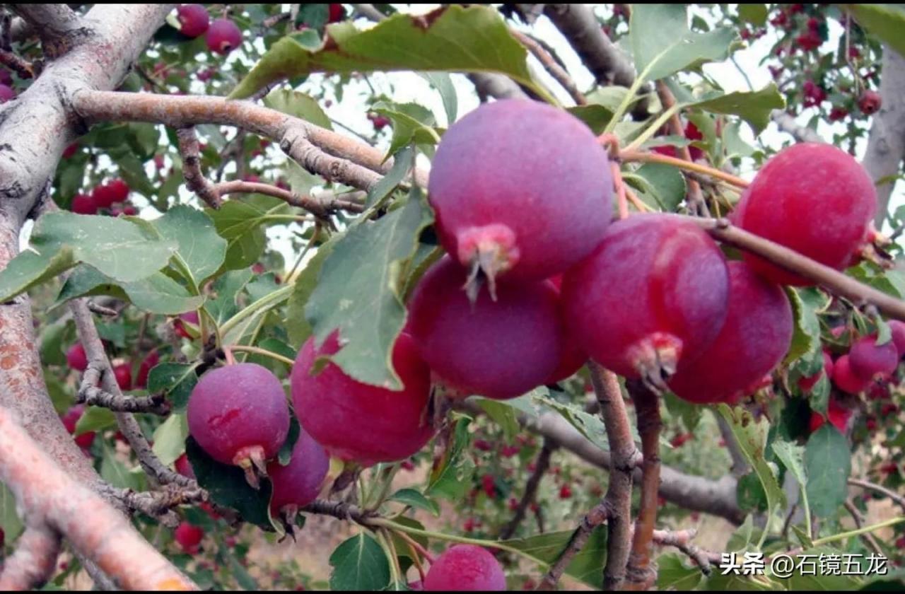 图片[4]-海红果：府谷县的特色果品，近四百年的栽培历史！-安远脐橙