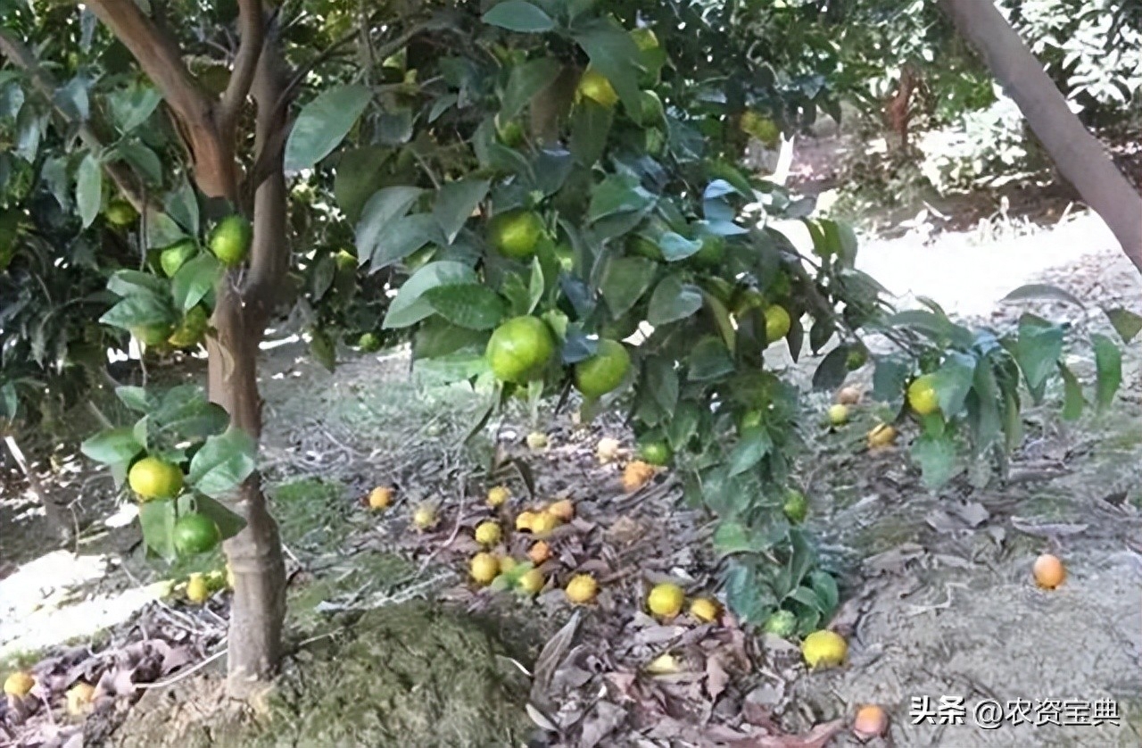 图片[1]-柑橘采前落果的原因及预防补救措施，品种选择要注意的几点-安远脐橙