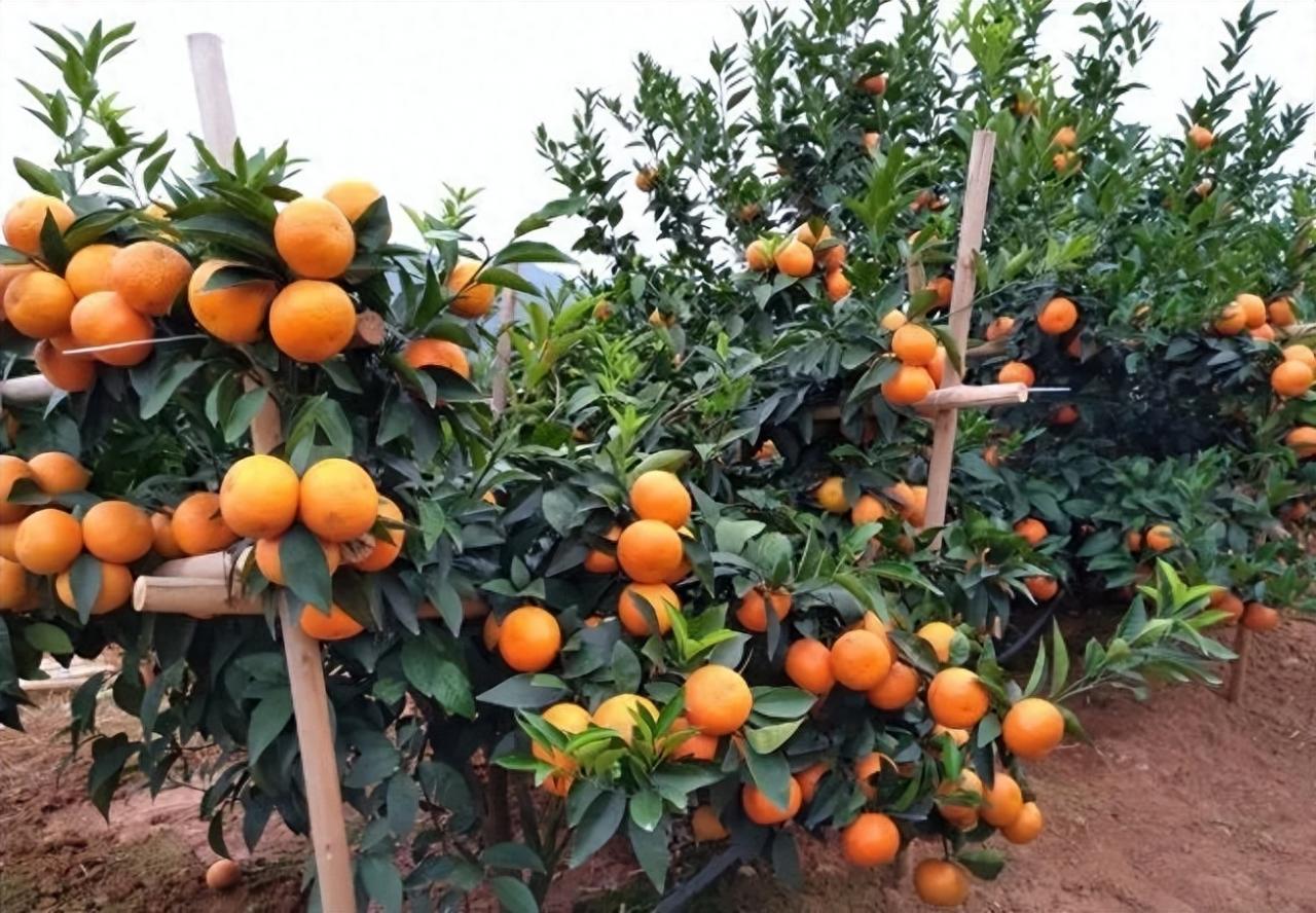 【柑橘成熟期烂果掉果原因及防控措施】病害、水分、养分、树势，一网打尽！
