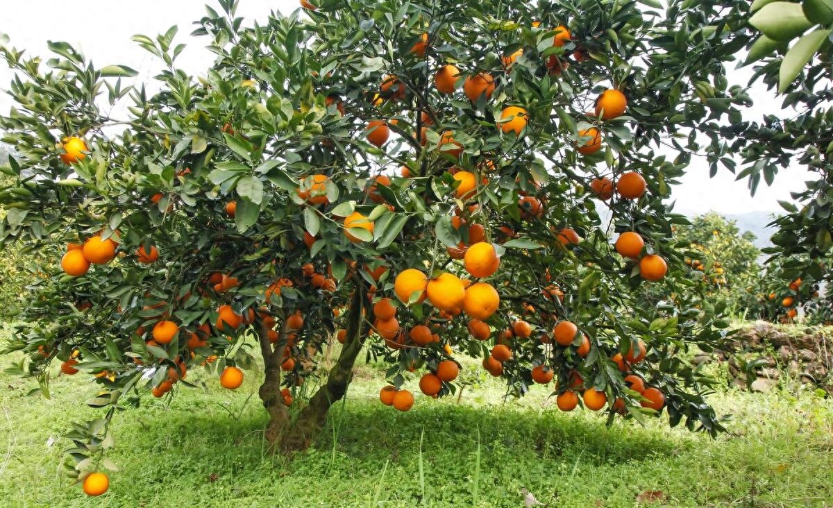 柑橘高接换种方法及注意事项，选择适宜的砧木和接穗品种，合理嫁接时间，具体操作要求和后期管理
