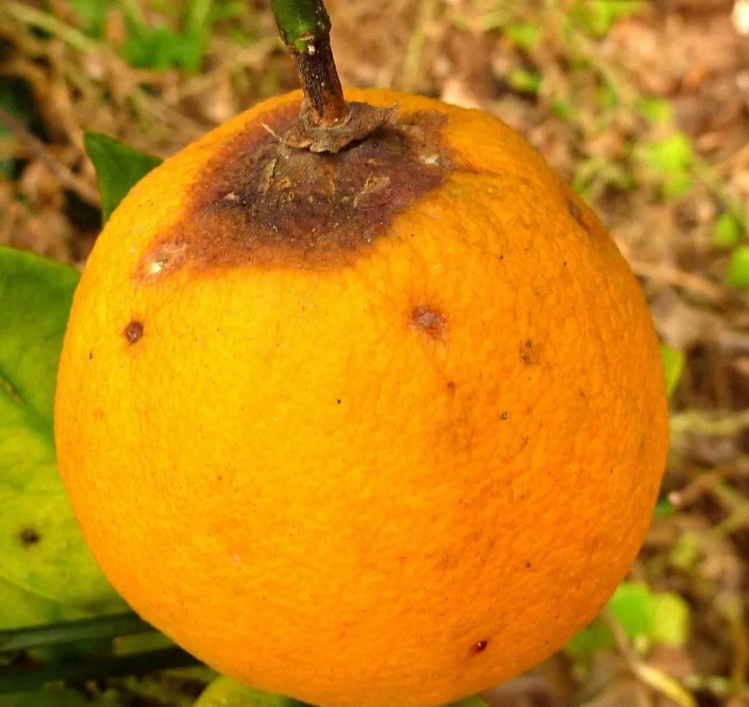 柑橘10月病虫害防治管理方案，炭疽病和疫菌褐腐病的防治措施-安远脐橙