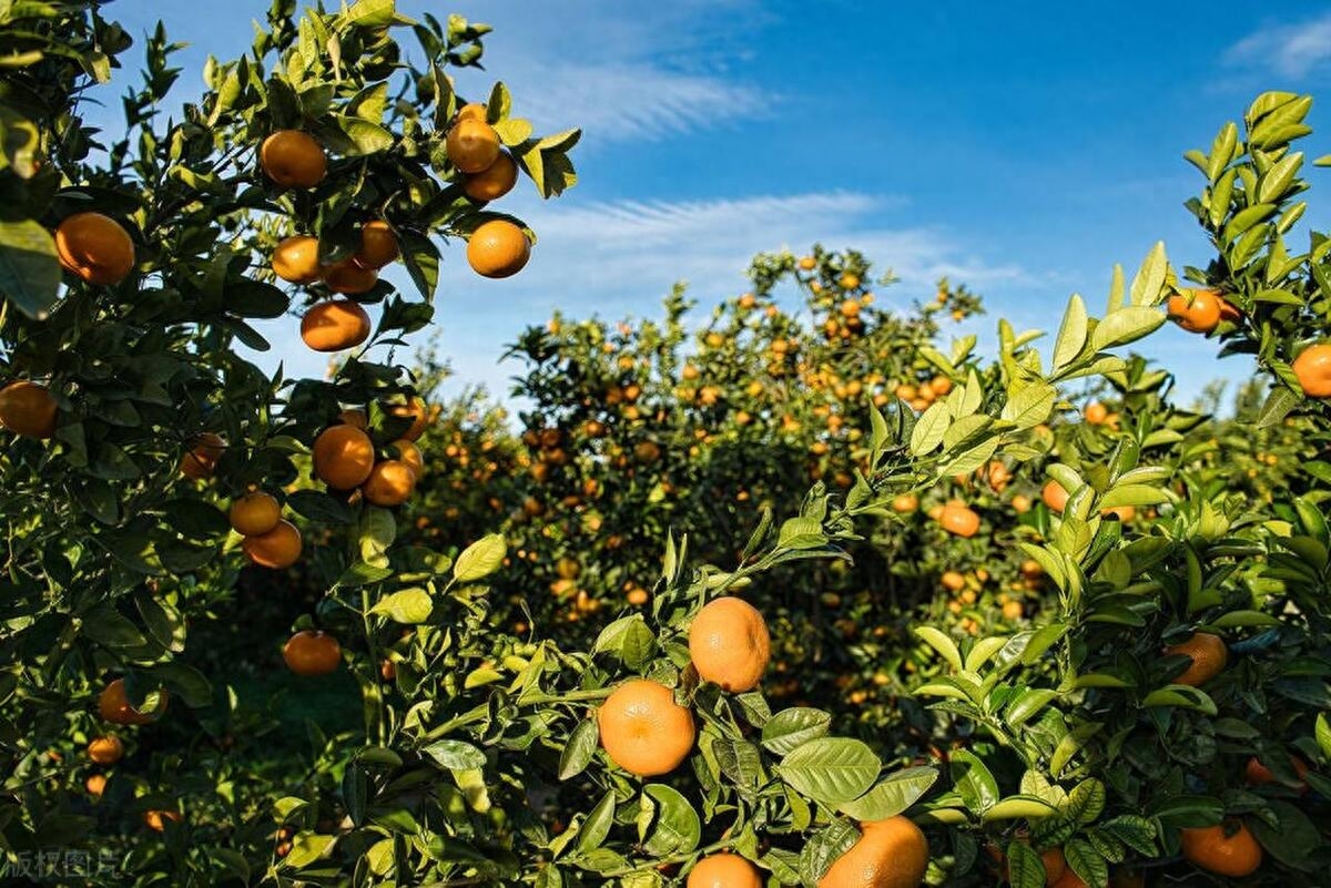 柑橘高接换种方法及注意事项，选择适宜的砧木和接穗品种，合理嫁接时间，具体操作要求和后期管理