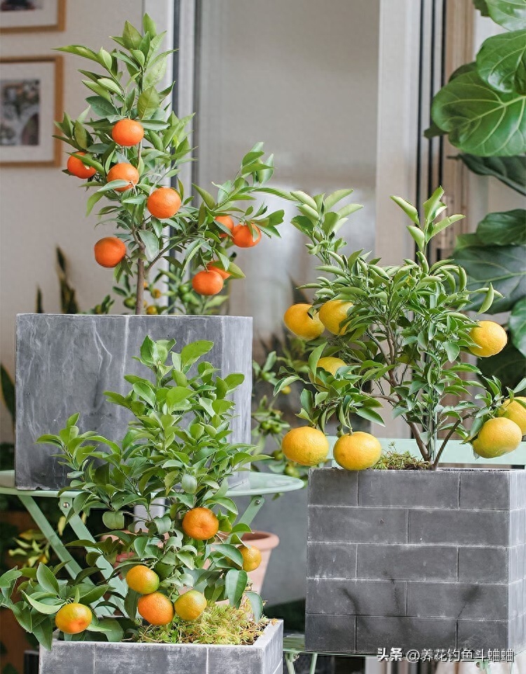 阳台种植柑橘攻略，教你如何培育和养护柑橘