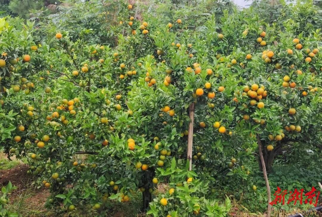 东安县大庙口镇柑橘丰收季，品种更新引领增产又增收-安远脐橙