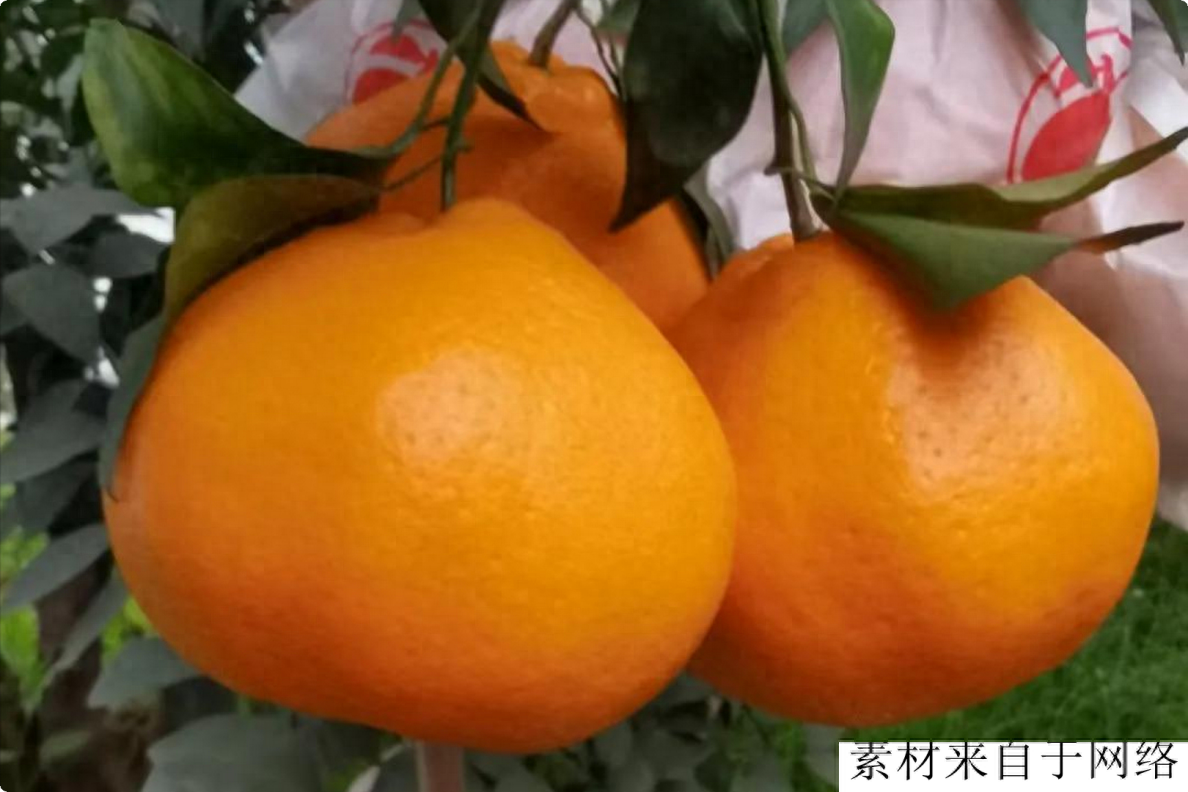 柑橘之家：探究柑橘产业链，故事笑话也曾不离其身-安远脐橙