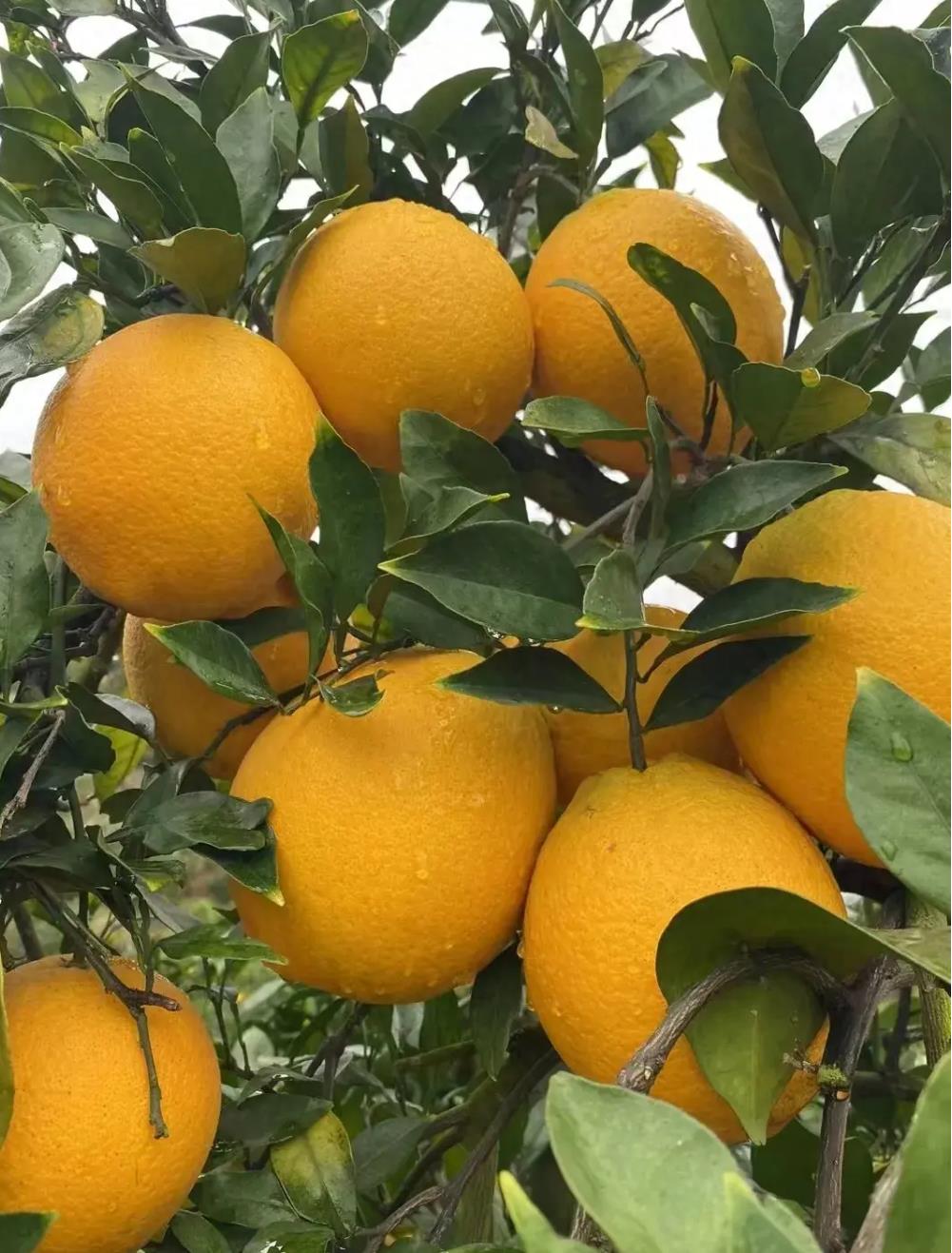 初冬赣南丰收季，金黄脐橙馈赠大地，果农辛勤劳作的见证-安远脐橙