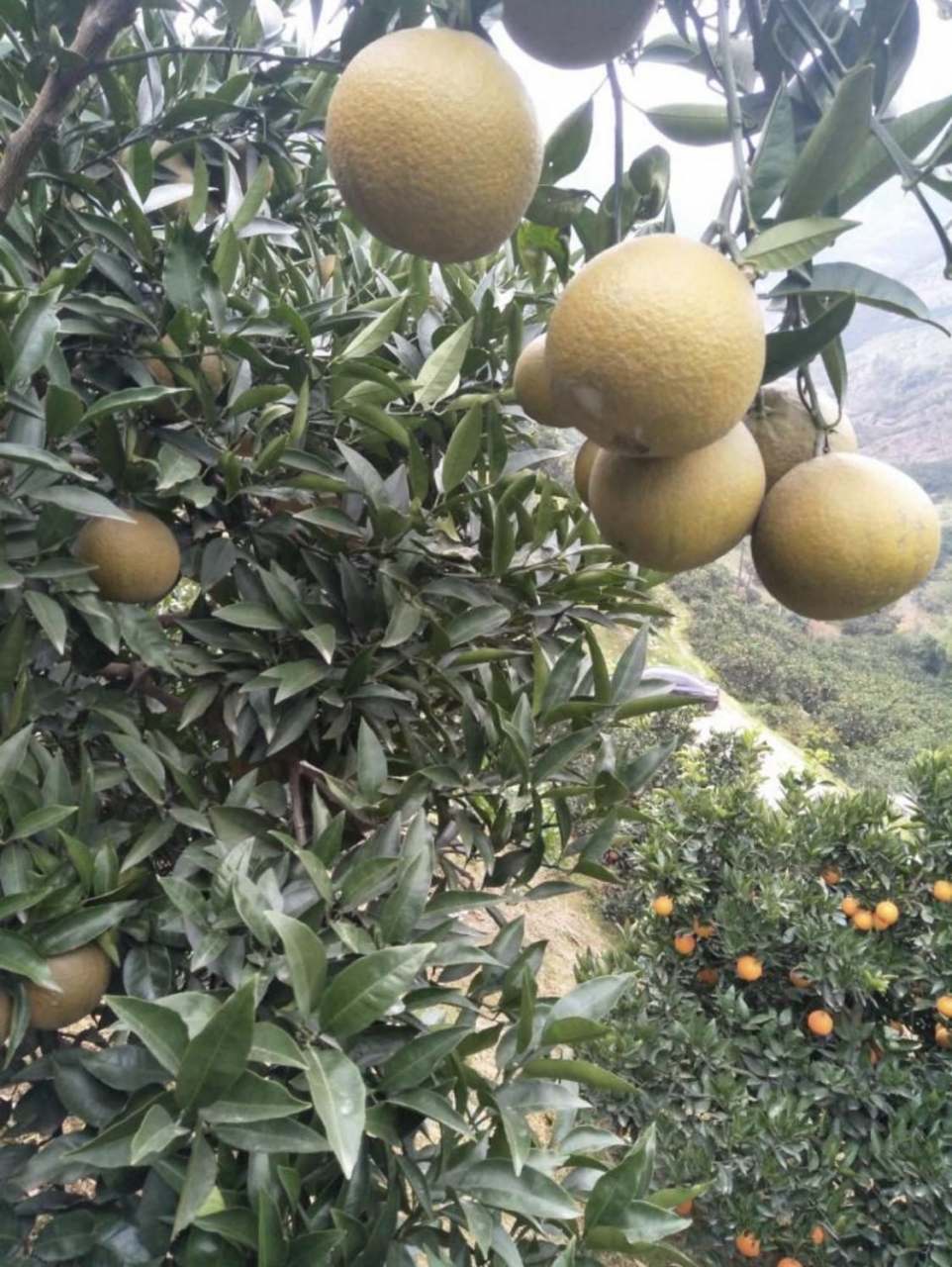 秭归：脐橙之乡迈向柑橘产业链的两端