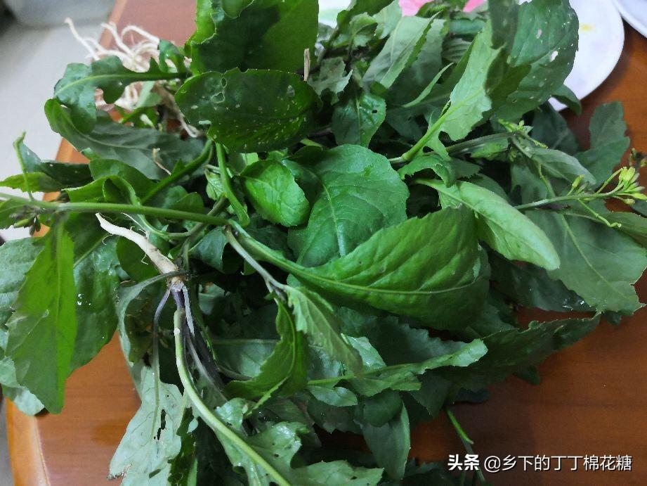 广东野菜葛菜的采摘与烹饪方法，广州名菜塘葛菜煲生鱼汤的制作