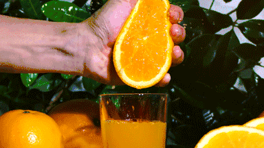 赣南脐橙正式开摘！金灿灿的果子诱人无比，快来尝一口吧！