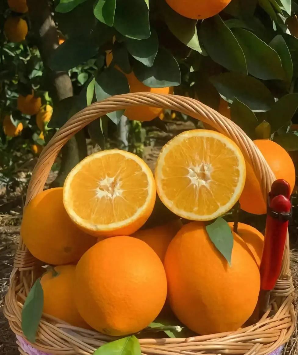 赣南脐橙产地与品质揭秘，年产量全球第三！-安远脐橙