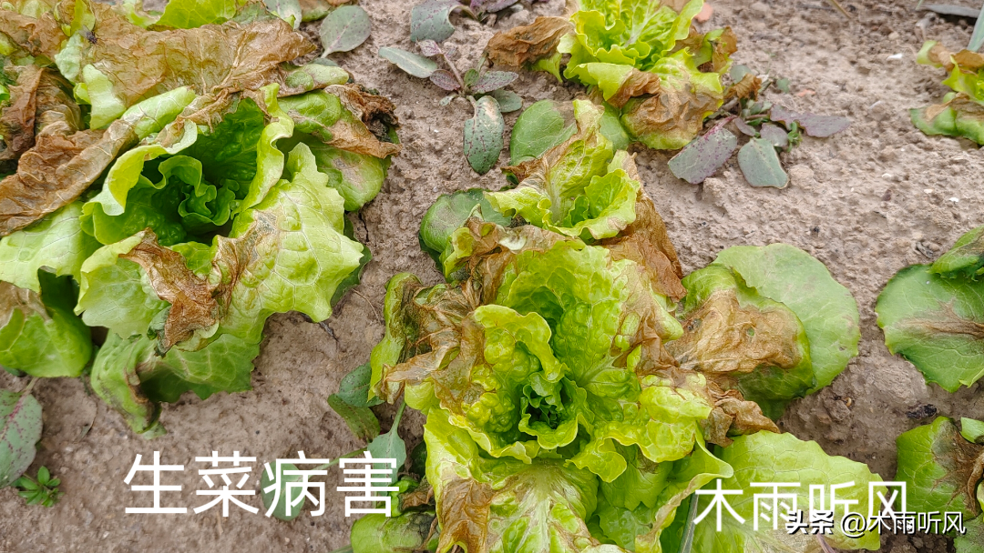 图片[3]-提高生菜产量的种植技巧，选择适宜土壤和品种，合理播种管理-安远脐橙
